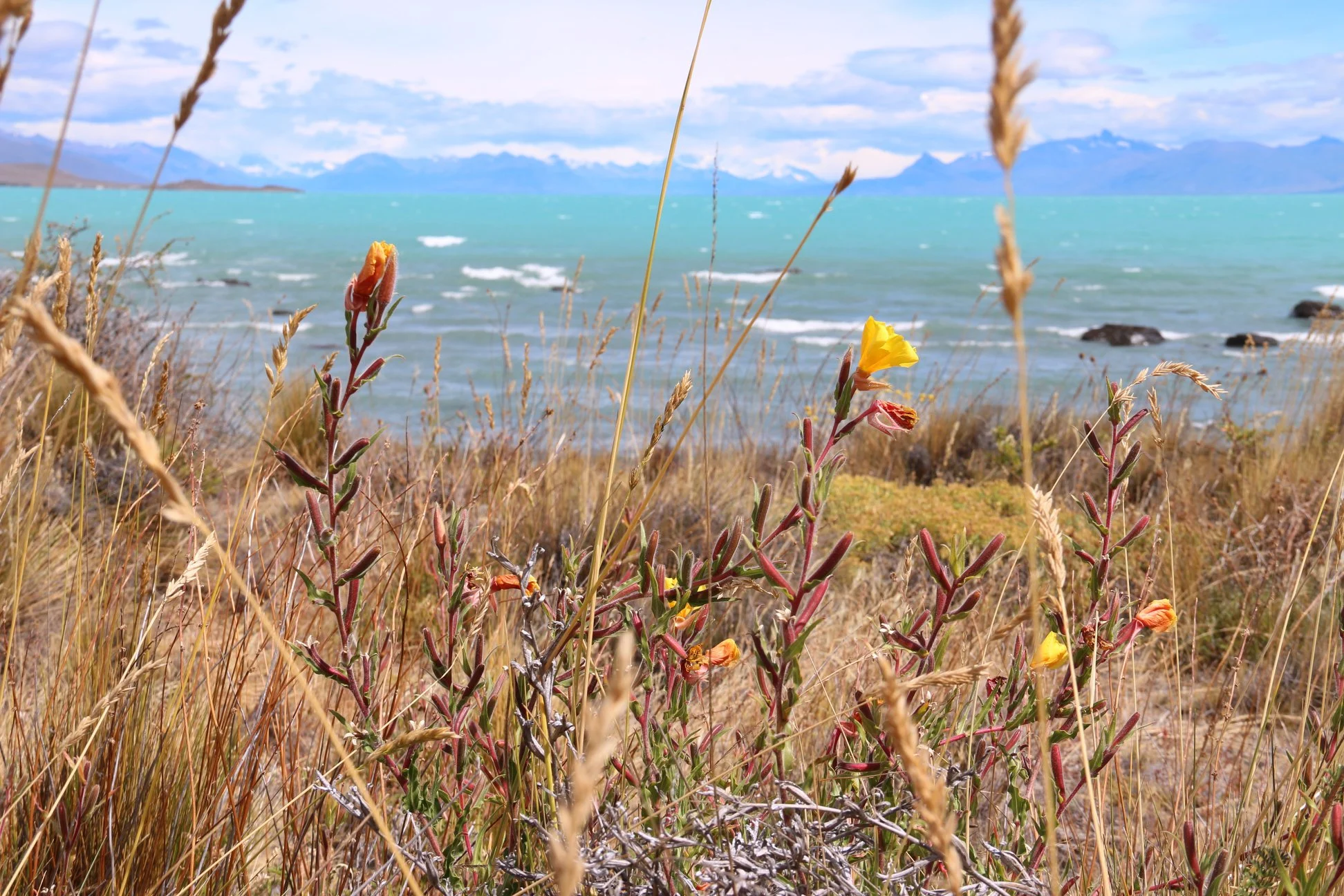 Foto do album El Calafate